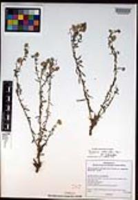 Dieteria asteroides image