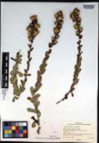 Hazardia berberidis image