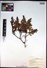 Hazardia orcuttii image