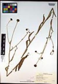 Helenium puberulum image