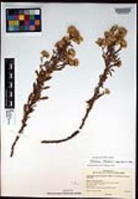 Isocoma menziesii image