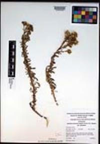 Isocoma menziesii var. menziesii image