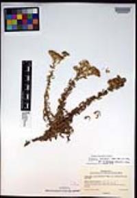 Isocoma menziesii image