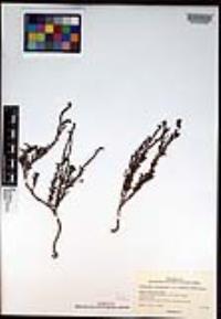 Heliotropium curassavicum var. oculatum image
