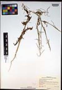 Caulanthus lasiophyllus image