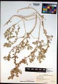 Atriplex leucophylla image