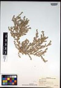 Atriplex pacifica image