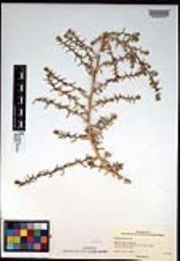 Salsola tragus image