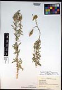 Peritoma arborea var. angustata image