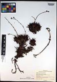 Dudleya anomala image