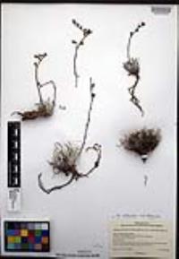 Dudleya attenuata image