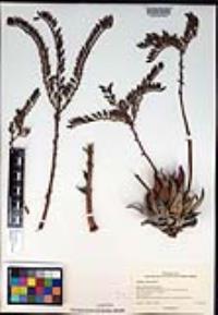 Dudleya cultrata image