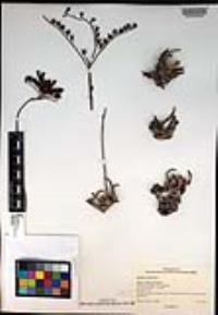 Dudleya cultrata image