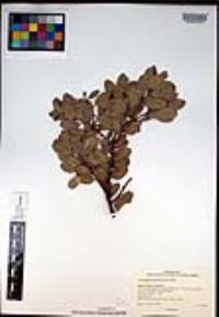 Arctostaphylos peninsularis image