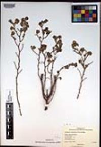 Euphorbia tomentulosa image