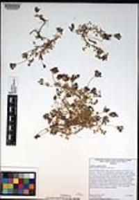 Trifolium wigginsii image