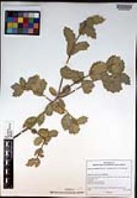 Quercus agrifolia var. oxyadenia image