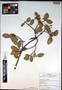 Quercus wislizeni var. frutescens image