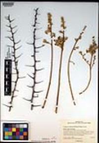 Fouquieria columnaris image