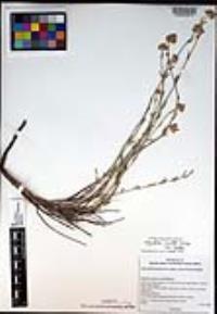 Monardella linoides subsp. linoides image