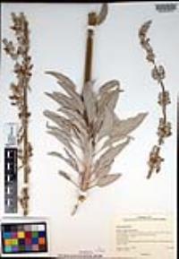 Salvia apiana image