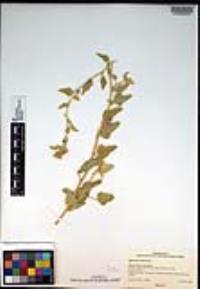 Sphaeralcea fulva image