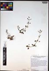 Erythranthe floribunda image