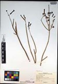 Gambelia juncea image