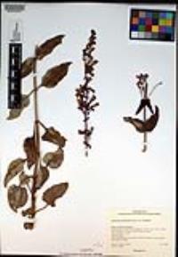 Penstemon clevelandii image
