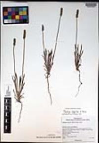 Plantago argyrea image