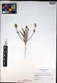 Plantago ovata var. fastigiata image