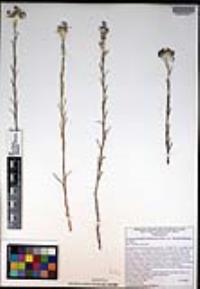 Eriastrum densifolium subsp. elongatum image