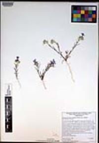 Eriastrum eremicum image