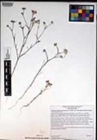 Eriastrum sapphirinum subsp. dasyanthum image