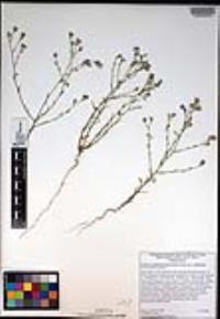 Eriastrum sapphirinum subsp. sapphirinum image