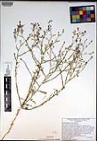 Ipomopsis effusa image