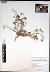 Eriastrum densifolium subsp. elongatum image
