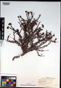 Eriogonum fasciculatum image