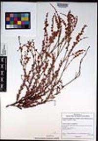 Eriogonum wrightii image