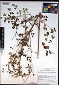 Thalictrum fendleri var. quadrinervatum image