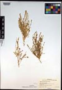 Oligomeris linifolia image
