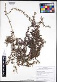 Galium martirense image
