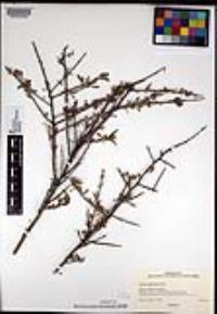 Lycium andersonii image