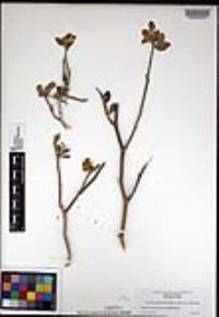 Viscainoa geniculata image