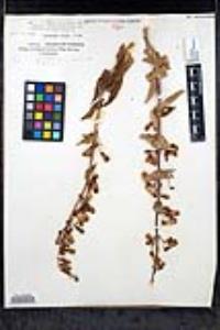 Penstemon spectabilis var. subinteger image