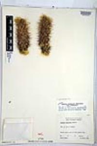 Cylindropuntia bigelovii image