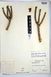 Cylindropuntia tesajo image