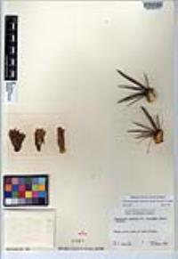 Ferocactus gracilis image