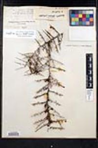 Condalia globosa image