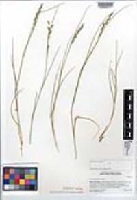 Lolium pratense image
